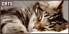 Cats & Kittens Fanlisting Icon